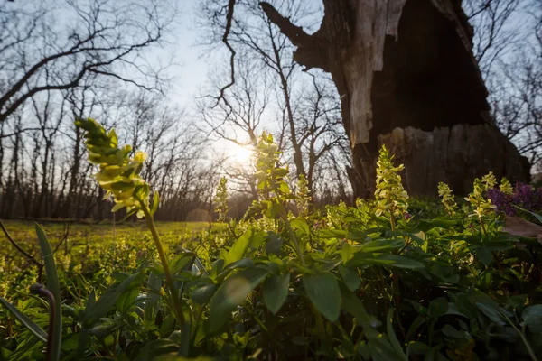 Prairie Fleurs Sauvages Dans Forêt Printanière Printemps Contexte Naturel — Photo