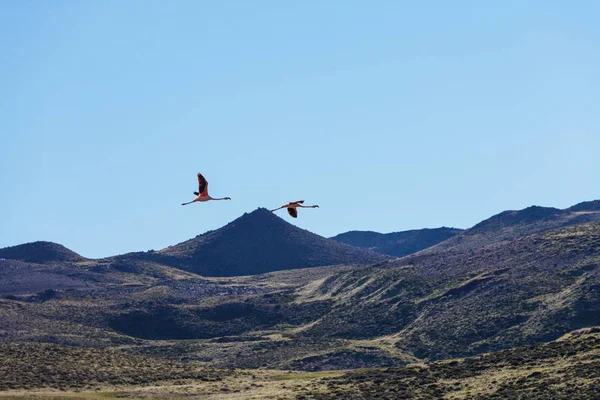 Flamingo Flight Mountains — Stock Photo, Image