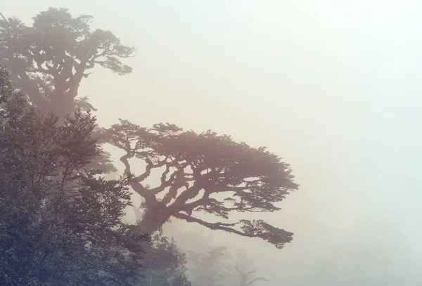 Albero Gigante Nella Foresta Pluviale Bellissimi Paesaggi Pumalin Park Carretera — Foto Stock