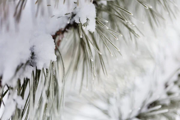 Vánoční Tématy Mražené Borovice Vánoce Silvestrovské Prázdniny Pozadí Zimní Sezóna — Stock fotografie