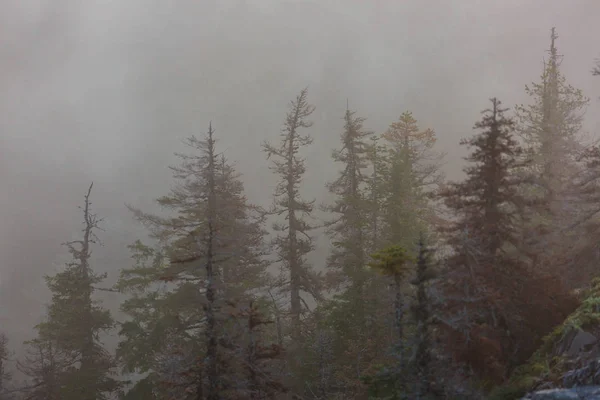 Magisk Dimmig Skog Vackra Naturlandskap — Stockfoto