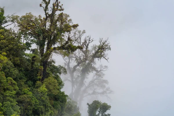 Kosta Rika Daki Huzur Bulutu Ormanı — Stok fotoğraf