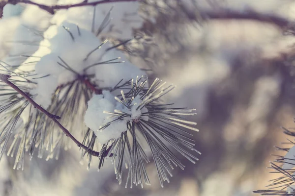 Tema Navidad Pino Congelado Navidad Año Nuevo Vacaciones Fondo Temporada —  Fotos de Stock