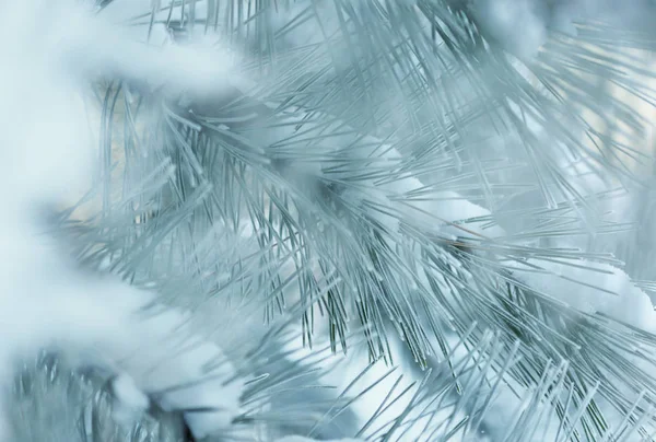 Christmas Theme Frozen Pine Christmas New Year Holidays Background Winter — Stockfoto