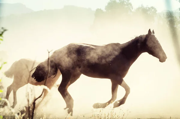 Troupeau Chevaux Pâturage Chili Amérique Sud — Photo