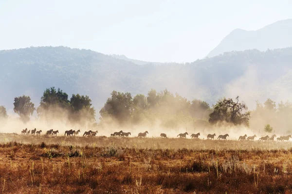 Manada Cavalos Pastagem Chile América Sul — Fotografia de Stock