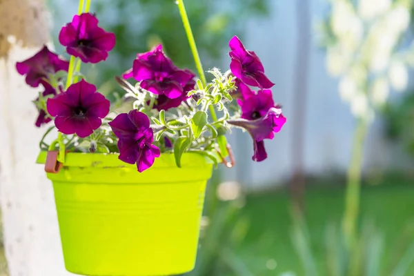 夏の庭のポットの花 — ストック写真