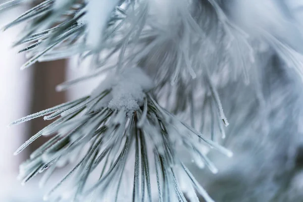 Christmas Theme Frozen Pine Christmas New Year Holidays Background Winter — Stock Photo, Image