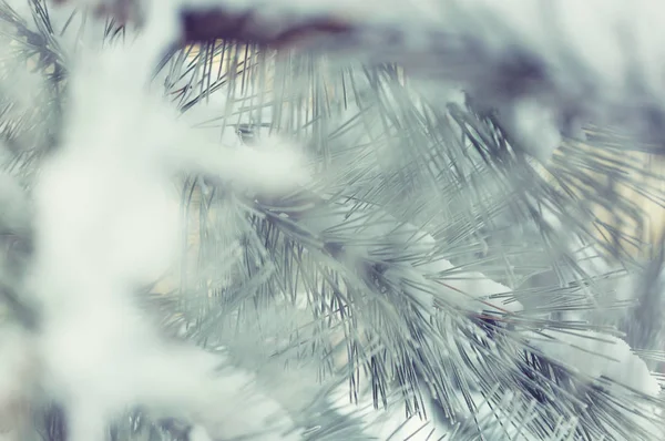 Noel Teması Donmuş Çam Noel Yeni Yıl Tatilleri Arka Plan — Stok fotoğraf