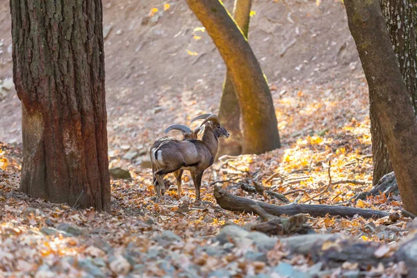 キプロスの森の野生のマウフロン — ストック写真