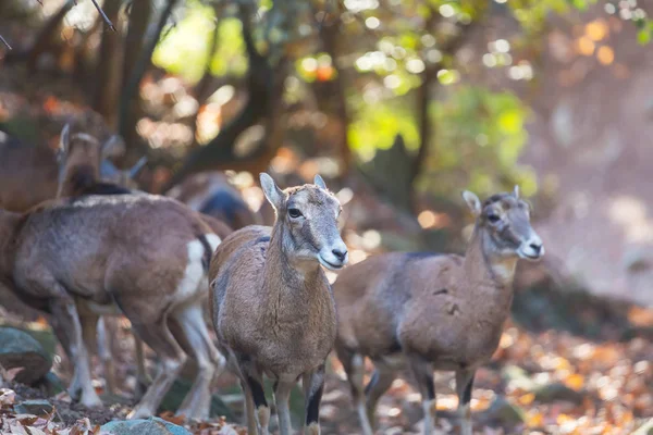 Moufflon Sauvage Dans Forêt Chypre — Photo