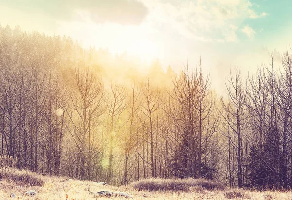 Scenic Besneeuwde Bos Winter Seizoen Goed Voor Kerst Achtergrond — Stockfoto