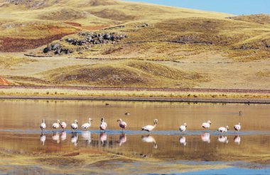 Flamingo dağlarda uçuyor