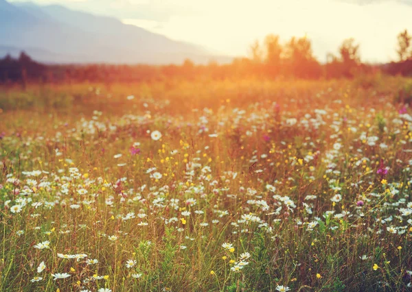 Wilde Wiese Den Bergen Bei Sonnenuntergang Schöner Natürlicher Hintergrund — Stockfoto