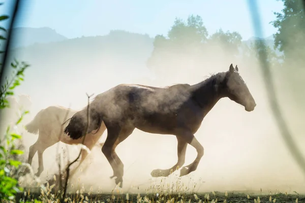 南米の牧草地に馬の群れが走る — ストック写真