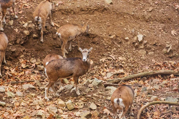 Wild Moufflon Cyprus Forest — Stockfoto