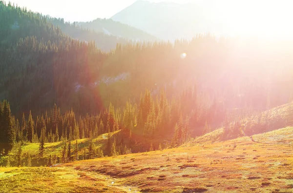 Prati Verdi Montagna Nella Stagione Estiva — Foto Stock