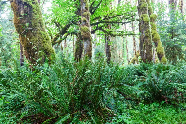神话般的雨林在美国华盛顿州奥林匹克国家公园 树木覆盖着厚厚的青苔 — 图库照片
