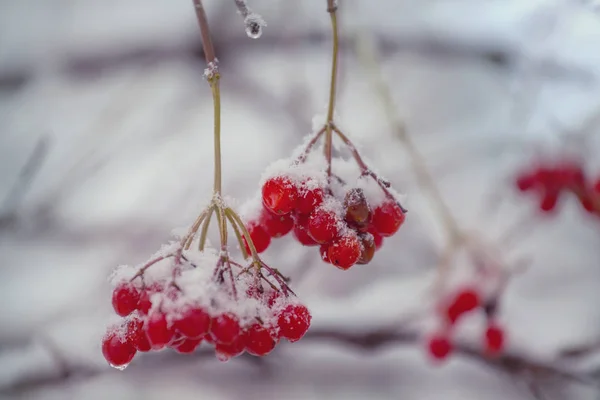 Piros Fagyasztott Bogyók Viburnum Téli Szezonban — Stock Fotó