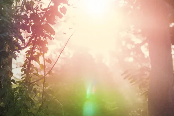 Rayos Sol Día Claro Bosque Verde —  Fotos de Stock