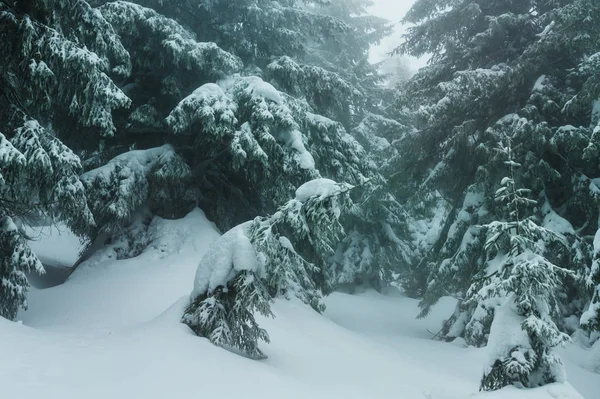 Malerischer Schneebedeckter Wald Der Wintersaison Gut Für Den Weihnachtlichen Hintergrund — Stockfoto