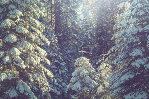 Malerischer Schneebedeckter Wald Der Wintersaison Gut Für Den Weihnachtlichen Hintergrund — Stockfoto