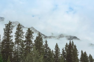 Dağlarda güzel bir sabah manzarası. Gün doğumunda sis.