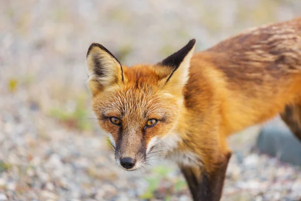Portrait Red Fox Vulpes Vulpes Green Background Summer Season — Stock Photo, Image