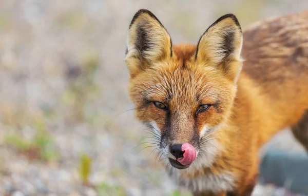 Portrét Červené Lišky Vulpes Vulpes Zeleném Pozadí Letní Sezóně — Stock fotografie