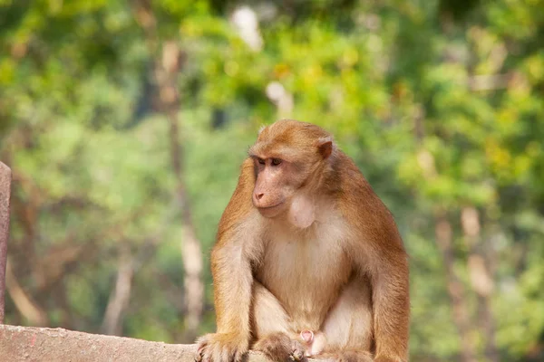 Macacos Templo Indonésio — Fotografia de Stock