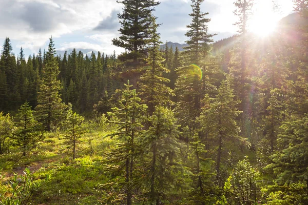 Solstrålar Klar Dag Den Gröna Skogen — Stockfoto