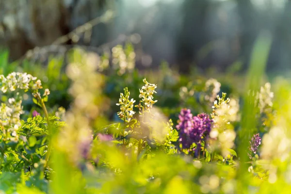 Prachtige Boslandschappen Voorjaarsbloemen Het Bos — Stockfoto