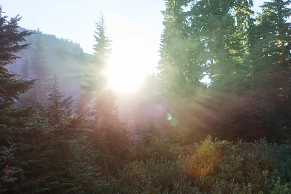 Sun beams in clear day in the green forest