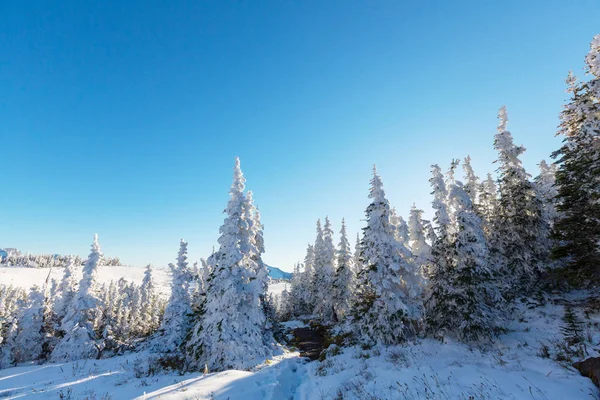 Kaya Buzul Milli Parkı Montana Abd Woods Kapsayan Ilk Kar — Stok fotoğraf