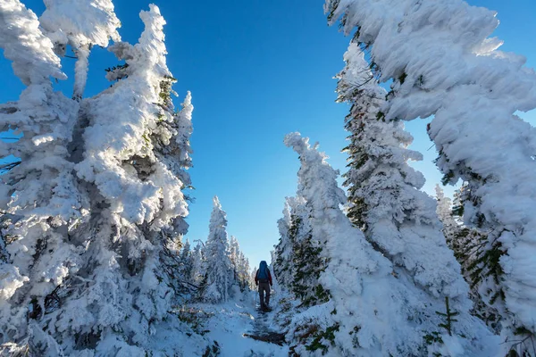 Wanderer Den Winterbergen — Stockfoto