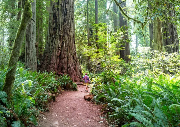 Sequoias Erdő Nyári Szezonban — Stock Fotó