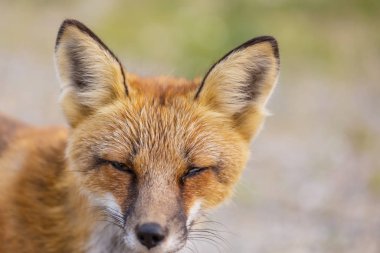 Yaz mevsiminde yeşil arka planda kırmızı tilki portresi (Vulpes vulpes)