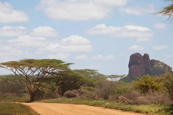 Paisajes Africanos Arbusto Amarillo Caliente Árboles Cielo Azul Antecedentes Conceptuales —  Fotos de Stock