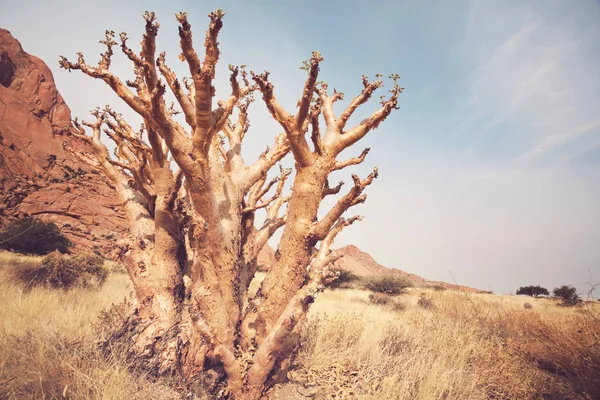 Afrikanska Landskap Het Gul Buske Träd Och Blå Himmel Konceptuella — Stockfoto
