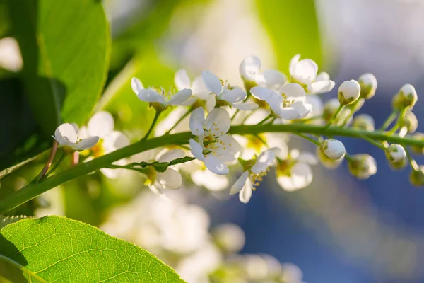 Kukat Kirsikka Kukkivat Keväällä Puutarhassa — kuvapankkivalokuva