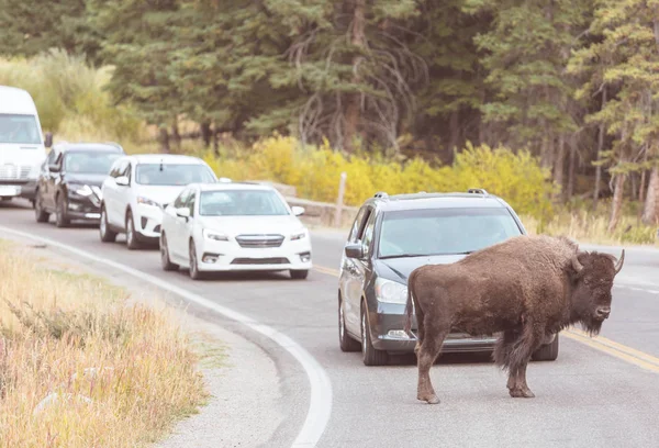 Buffalo Salvaje Parque Nacional Yellowstone Estados Unidos —  Fotos de Stock