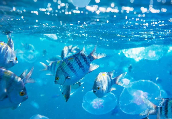 Barriera Corallina Vivente Nel Mar Rosso Egitto Sfondo Naturale Insolito — Foto Stock