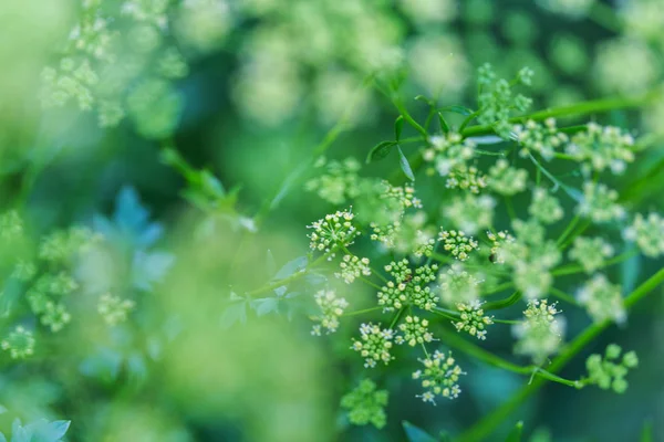 Bright Spring Green Grass Field Flowers Leaves Tropical Garden — Stockfoto