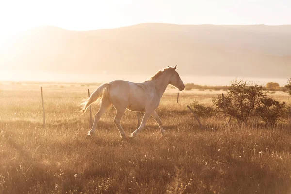 White Horse Pasture Sunset — Stock Photo, Image