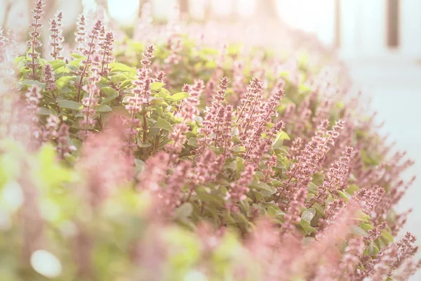 庭のミントの花 — ストック写真