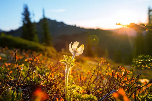 Полонину Сонячний День Природні Дачний Пейзаж Гори Алясці — стокове фото