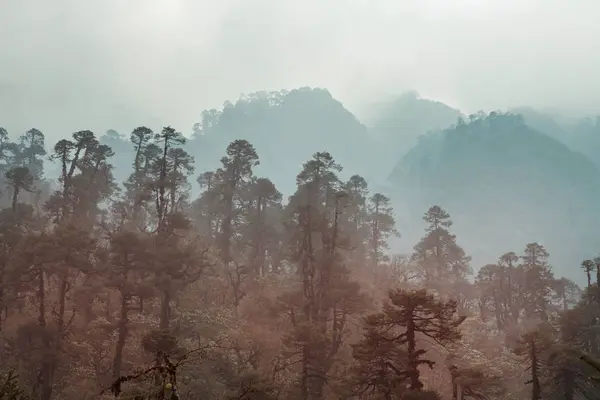 Giungla Himalaya Montagne Nepal — Foto Stock