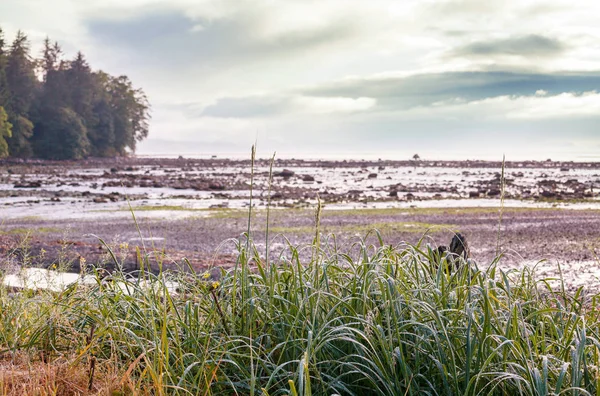 Côte Pacifique Pittoresque Rigoureuse Dans Parc National Olympique Washington États — Photo