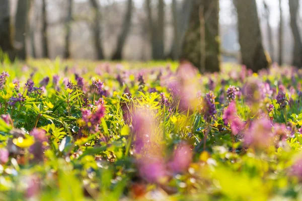 Lindas Flores Primavera Jardim Fundo Natural — Fotografia de Stock