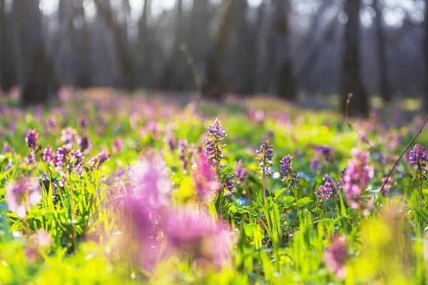 Lindas Flores Primavera Jardim Fundo Natural — Fotografia de Stock
